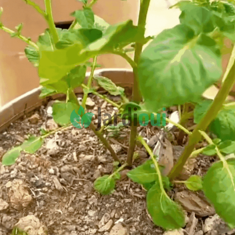 Crecimiento de la bolsa de cultivo de patatas