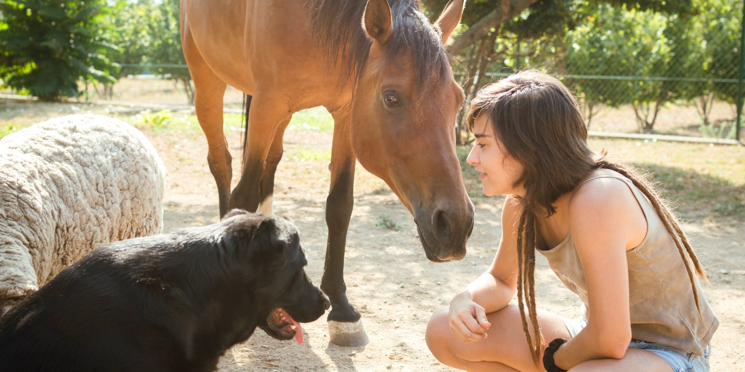 Accessoires Animaux