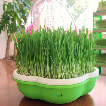 Innovadora bandeja hidropónica para el hogar