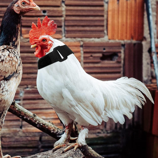 Collar Antillanto Ajustable para Pollos