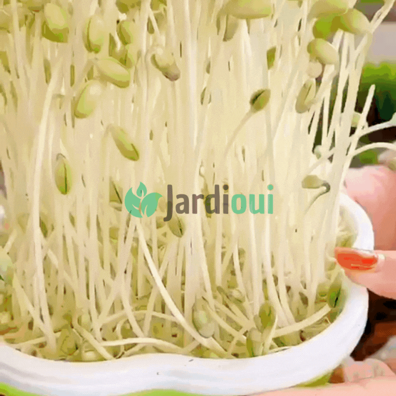 Innovadora bandeja hidropónica para el hogar