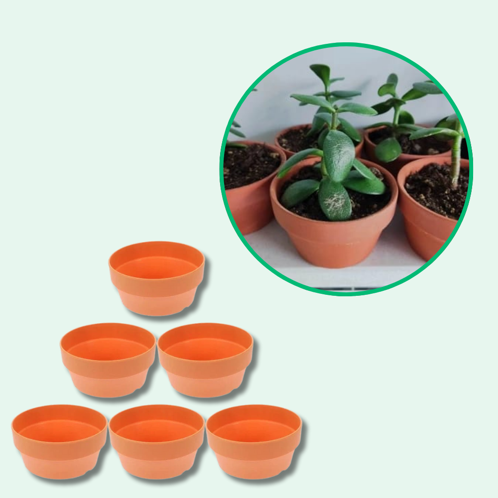 Jardioui 12 Pots (8 + 4 Offerts) (4.17 €/ pcs) Pots de Fleurs en Terre Cuite Écologiques (4 + 2 Offerts)