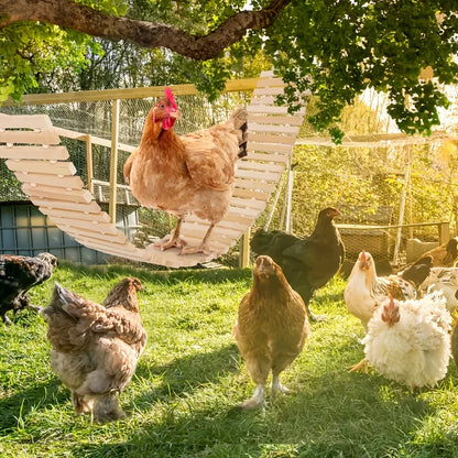 Jardioui Balançoire Suspendue pour Poulailler